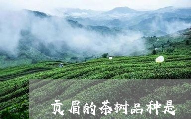 贡眉的茶树品种是/2023090723926