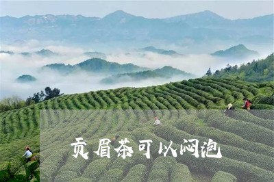 贡眉茶可以闷泡/2023112543725