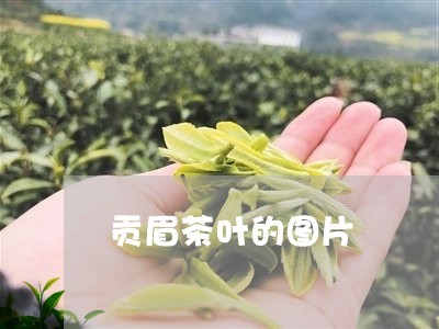 贡眉茶叶的图片/2023061105948