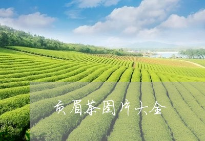 贡眉茶图片大全/2023061135028