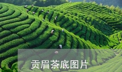 贡眉茶底图片/2023052549412