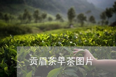 贡眉茶早茶图片/2023061130948