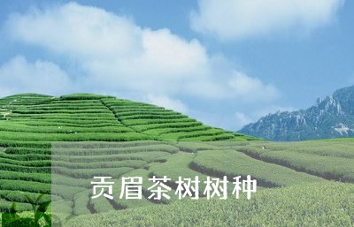 贡眉茶树树种/2023052517161