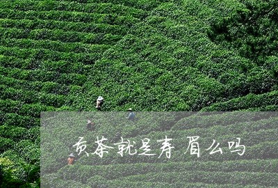 贡茶就是寿眉么吗/2023090949313