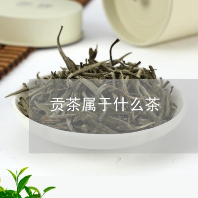 贡茶属于什么茶/2023042935026