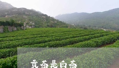 贡茶是白茶/2023051200613