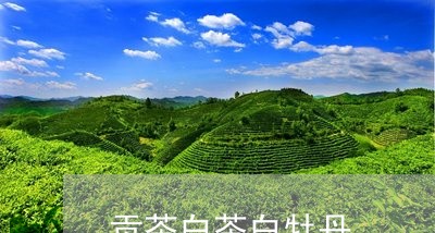 贡茶白茶白牡丹/2023061158403