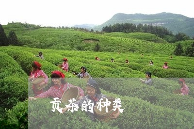 贡茶的种类/2023090250693