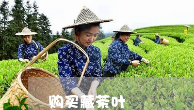 购买藏茶叶/2023121894258