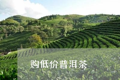 购低价普洱茶/2023042806519