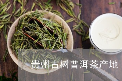 贵州古树普洱茶产地/2023121815159