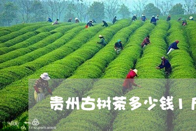 贵州古树茶多少钱1斤/2023092128373