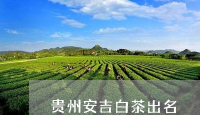 贵州安吉白茶出名/2023071251705