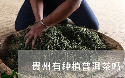 贵州有种植普洱茶吗/2023101783945