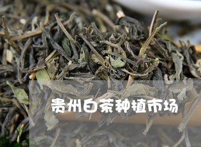 贵州白茶种植市场/2023071206269