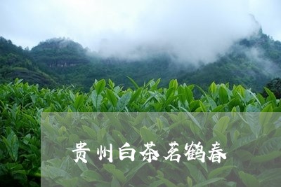 贵州白茶茗鹤春/2023061116240