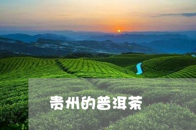 贵州的普洱茶/2023042754578