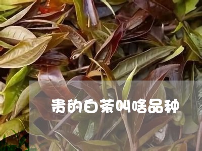 贵的白茶叫啥品种/2023071220705