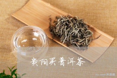 贵阳买普洱茶/2023042801665