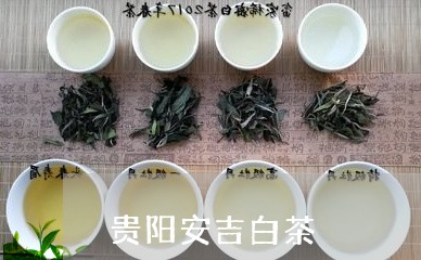 贵阳安吉白茶/2023052541585