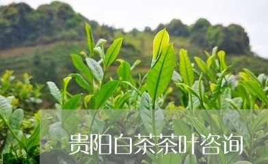 贵阳白茶茶叶咨询/2023071239593