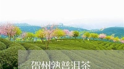 贺州熟普洱茶/2023042676587