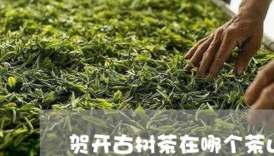 贺开古树茶在哪个茶山/2023071623250