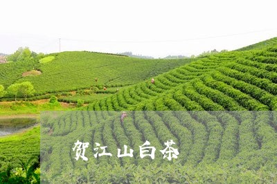 贺江山白茶/2023051123838