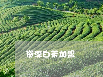 资深白茶加盟/2023052550707