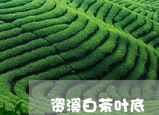 资溪白茶叶底/2023052510726