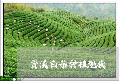 资溪白茶种植规模/2023071242605