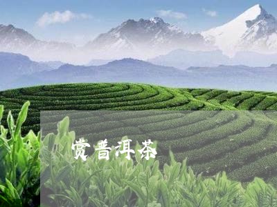 赏普洱茶/2023110829593