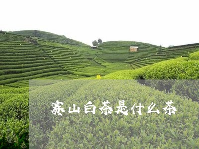 赛山白茶是什么茶/2023071277482