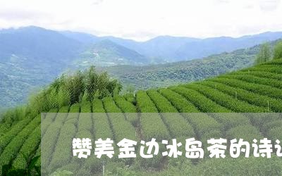 赞美金边冰岛茶的诗词/2023061284149