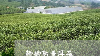 赣榆熟普洱茶/2023042666308