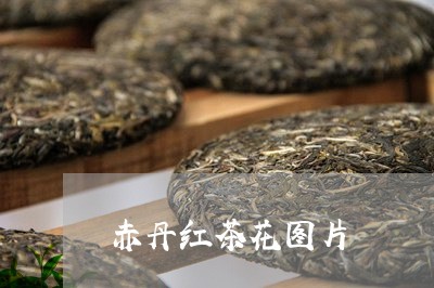 赤丹红茶花图片/2023042961258