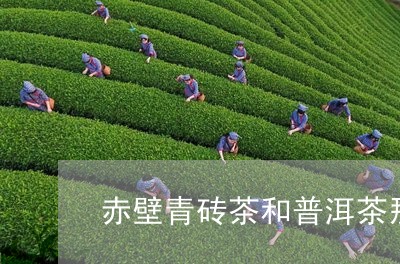 赤壁青砖茶和普洱茶那个好/2023083152815