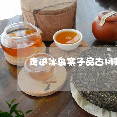 走进冰岛寨子品古树茶/2023092225169