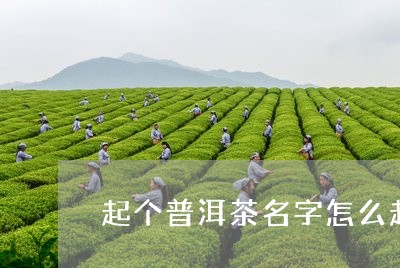 起个普洱茶名字怎么起的/2023120784917