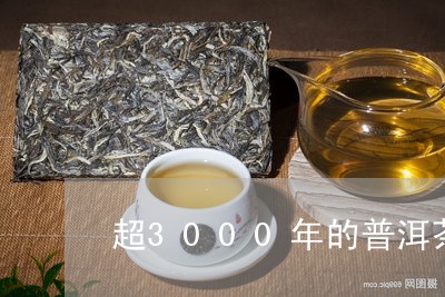 超3000年的普洱茶/2023080232826