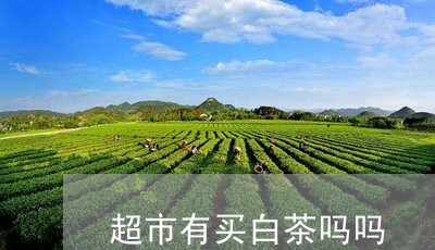 超市有买白茶吗吗/2023071262724