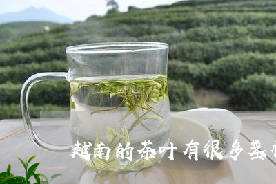 越南的茶叶有很多茎杆/2023061285250