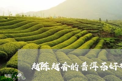 越陈越香的普洱茶好坏/2023061804937