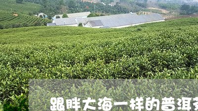 跟胖大海一样的普洱茶/2023072115170