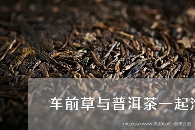 车前草与普洱茶一起泡/2023092509493