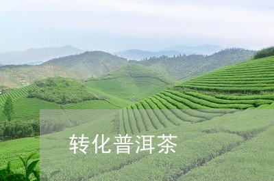 转化普洱茶/2023090629592