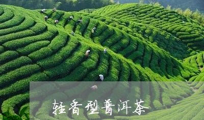 轻香型普洱茶/2023042714096