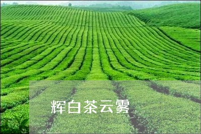 辉白茶云雾/2023051168692