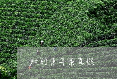 辩别普洱茶真假/2023081892616