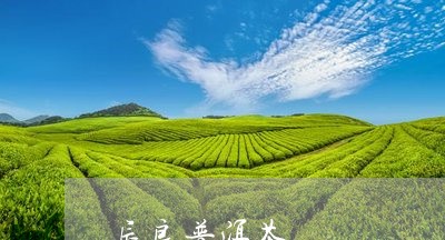 辰良普洱茶/2023102501616